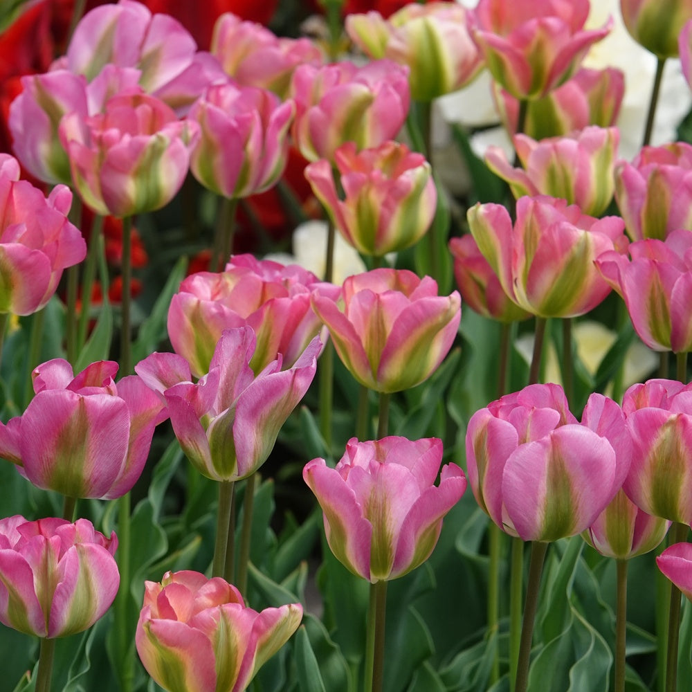 7 Tulipes Viridiflora Groenland - Tulipa 'groenland' - Bulbes à fleurs