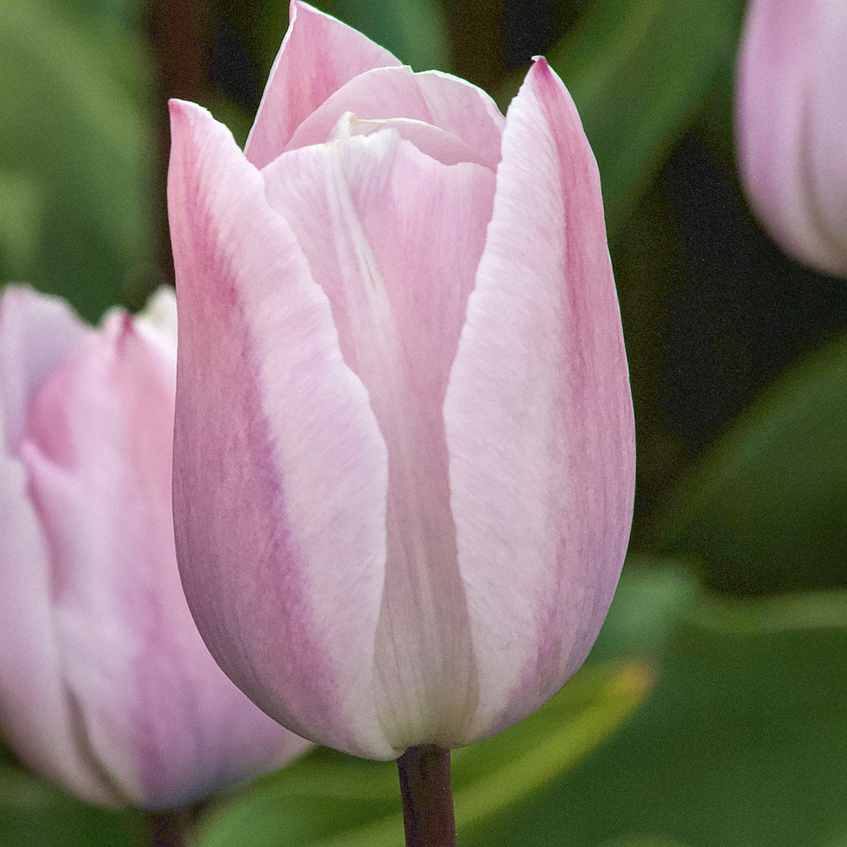 5 Tulipes Triomphe Silver Cloud - Willemse