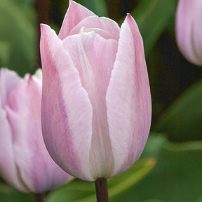 5 Tulipes Triomphe Silver Cloud - Willemse
