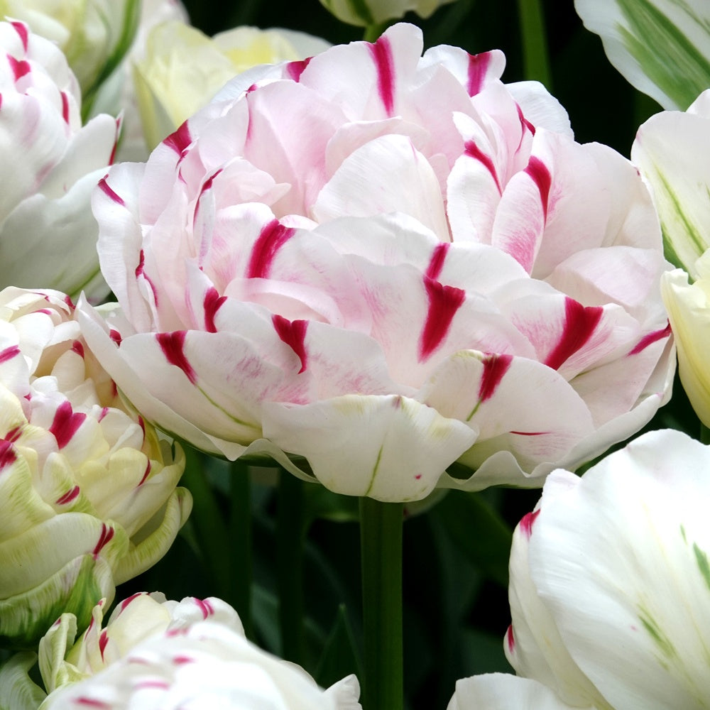 20 Bulbes De Tulipes Double Français Collection - Gros Bulbes Hollandais Résistants Froid Pour Jardin, Pot & Balcon