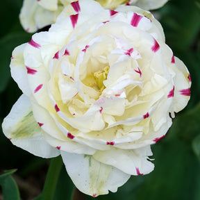 7 Tulipes double Dance line - Tulipa 'dance line' - Willemse