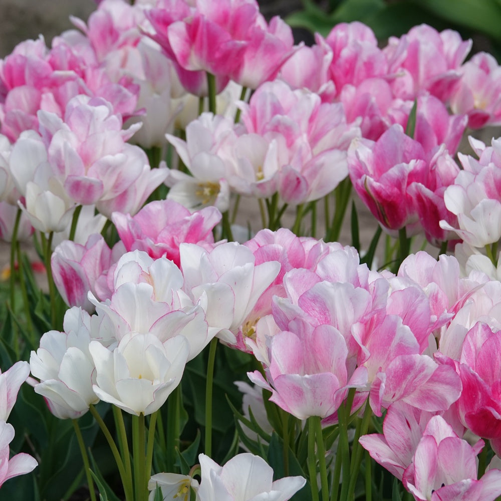 7 Tulipes Pluriflores Candy Club - Tulipa 'candy club' - Plantes