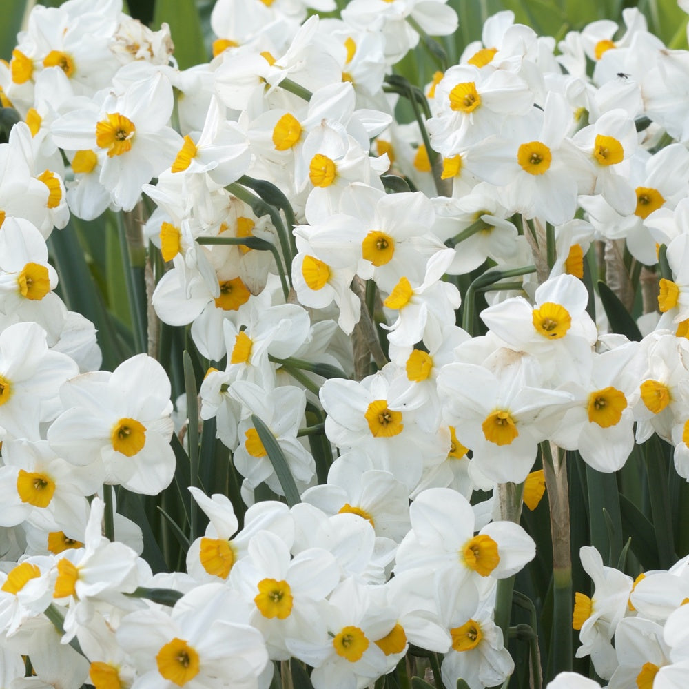 5 Narcisses Geranium