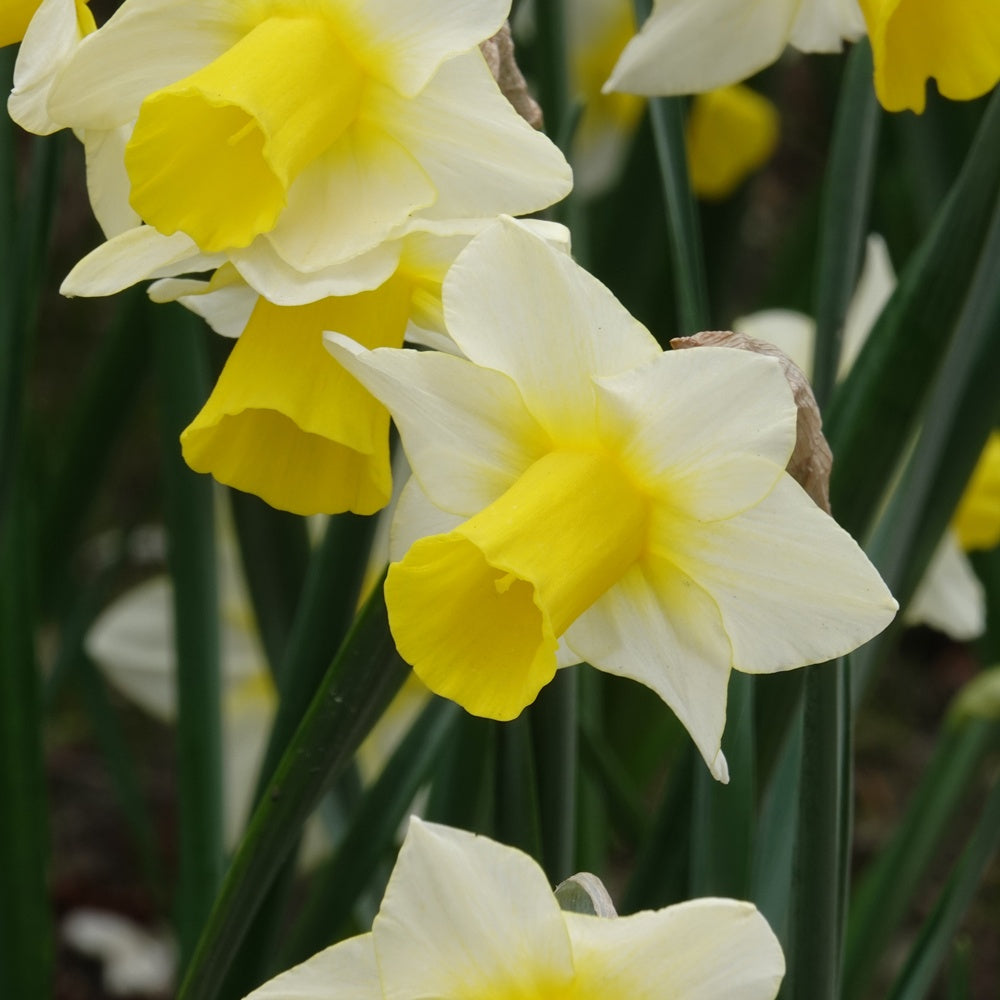 7 Narcisses Golden Echo - Narcissus 'golden echo' - Plantes