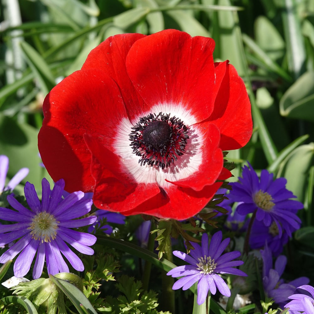 Anemone du caen bcolor | Anemone, Plants, Garden Anemone du caen bcolor | Anemone, Plants, Garden