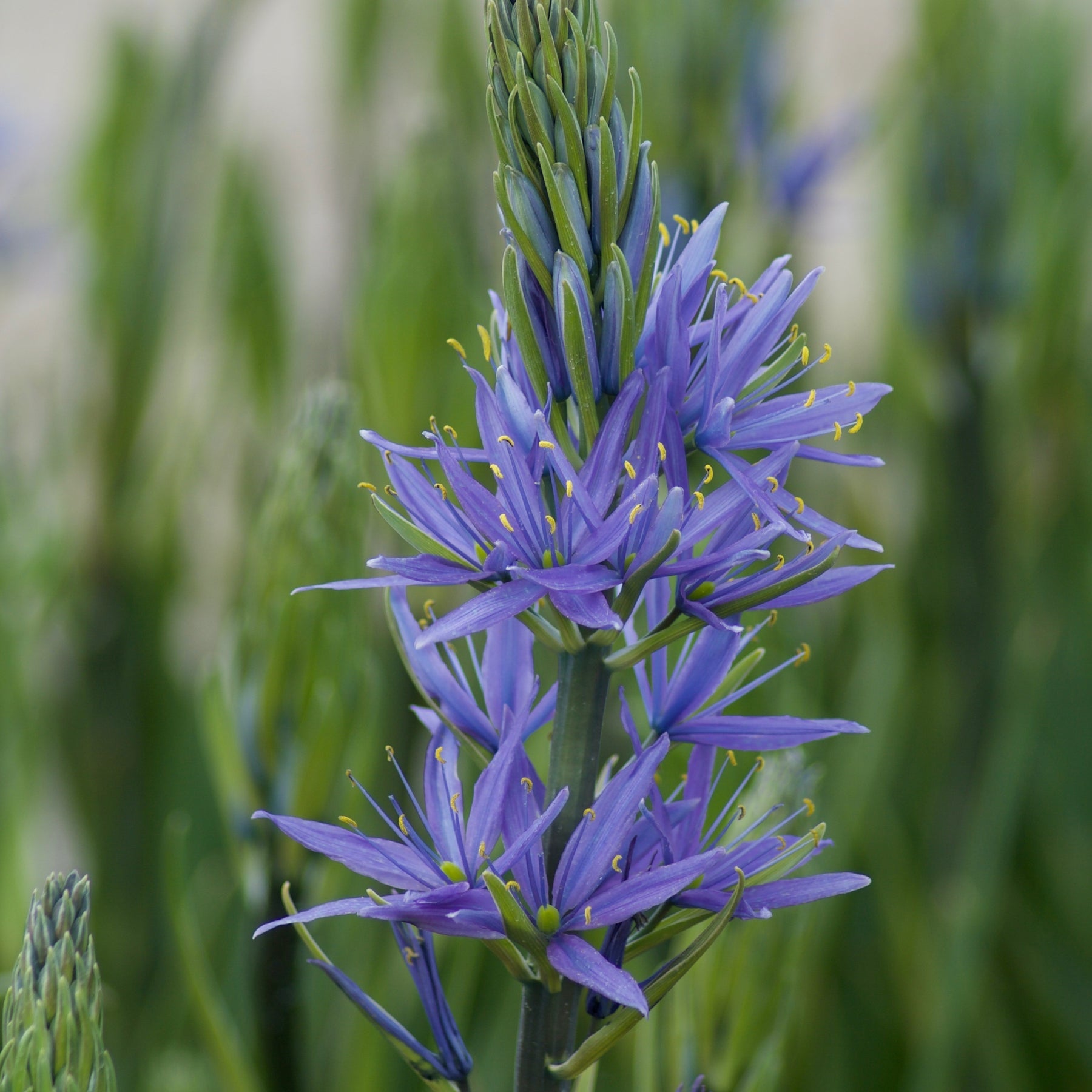3 Camassies de Leichtlin à fleurs bleues - Camassia 'leichtlinii' subsp. suksdorfii - Plantes