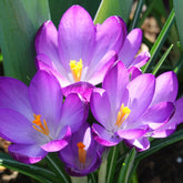 20 Crocus hybride Ruby Giant - Willemse
