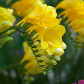 15 Freesia yellow - Freesia 'yellow' - Plantes