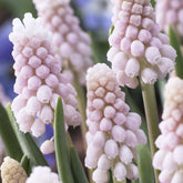 5 Muscaris rose Pink Sunrise - Willemse