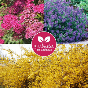 3 arbustes - cadeaux - Willemse