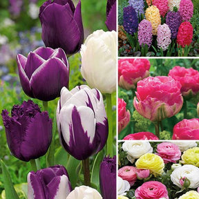 130 bulbes mystères - Willemse