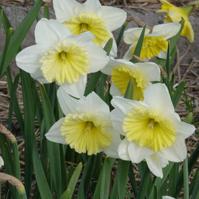 Vente Bulbes de printemps pour massif rouge et blanc  - Narcissus Ice Follies, Pusckina alba, Tulipa Apeldoorn, Exotic Emperor, Seadov