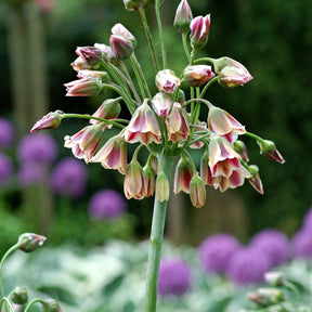 15 Alliums de Bulgarie - Allium bulgaricum - Bulbes à fleurs