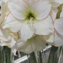 Collection De 3 Bulbes D'Amaryllis Format 26/28 - Mélange Exclusif De Fleurs De Hollande - 11