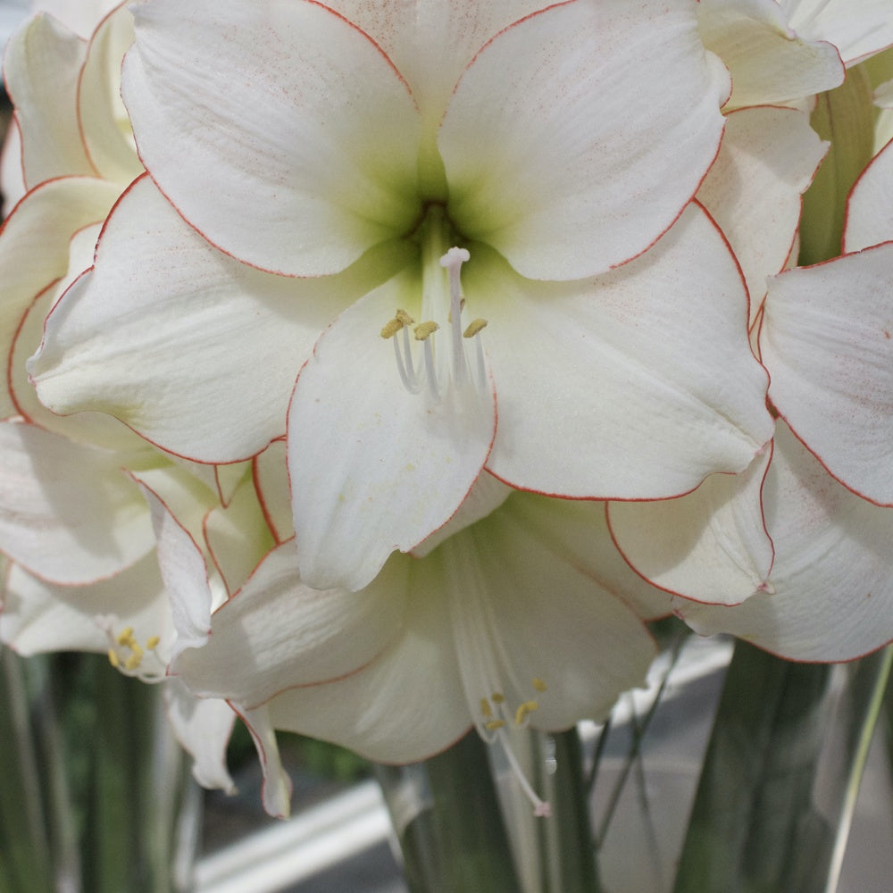 Amaryllis Picotee - Willemse