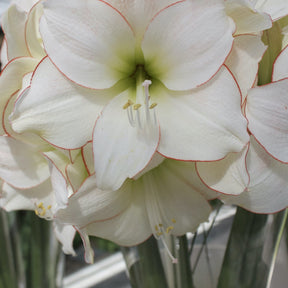 Amaryllis Picotee - Willemse