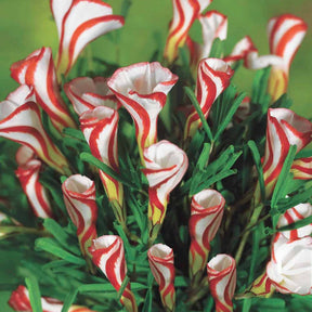 10 Oxalis striés - Willemse