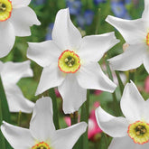 10 Narcisses Recurvus - Willemse