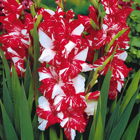 Glaïeul Zizanie - Gladiolus zizanie - Plantes