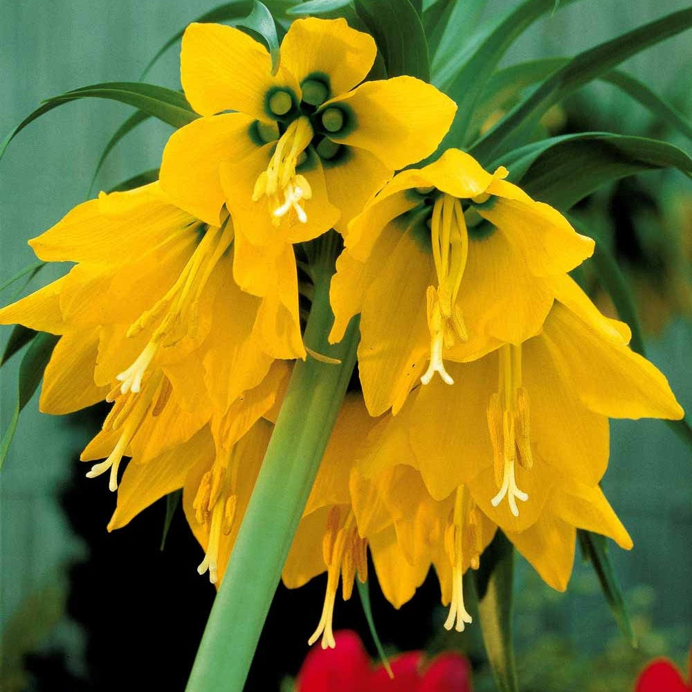 Couronne impériale jaune - Fritillaria imperialis - Plantes