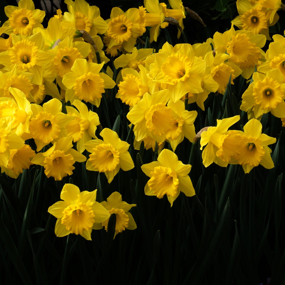 5 Narcisses Dutch Master - Narcissus 'dutch master'