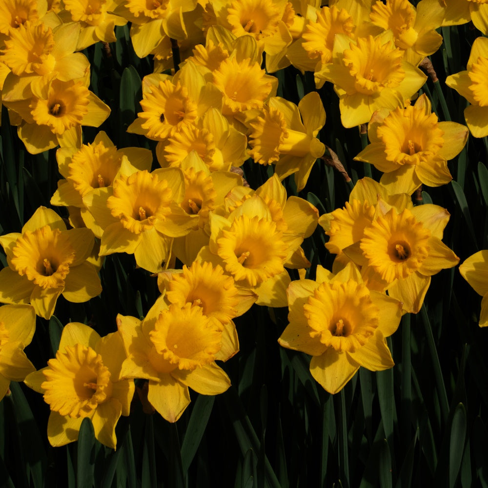 5 Narcisses Dutch Master - Narcissus 'dutch master'
