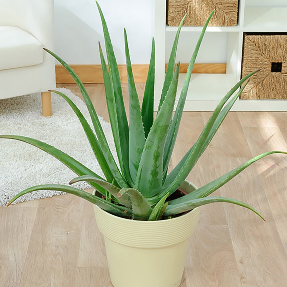 planter aloe vera en pleine terre Aloe vera en pot, plante grasse facile