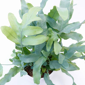 Vente Fougère Blue Star - Phlebodium blue star