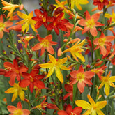 30 Crocosmias en mélange - Willemse