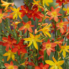 30 Crocosmias en mélange - Willemse