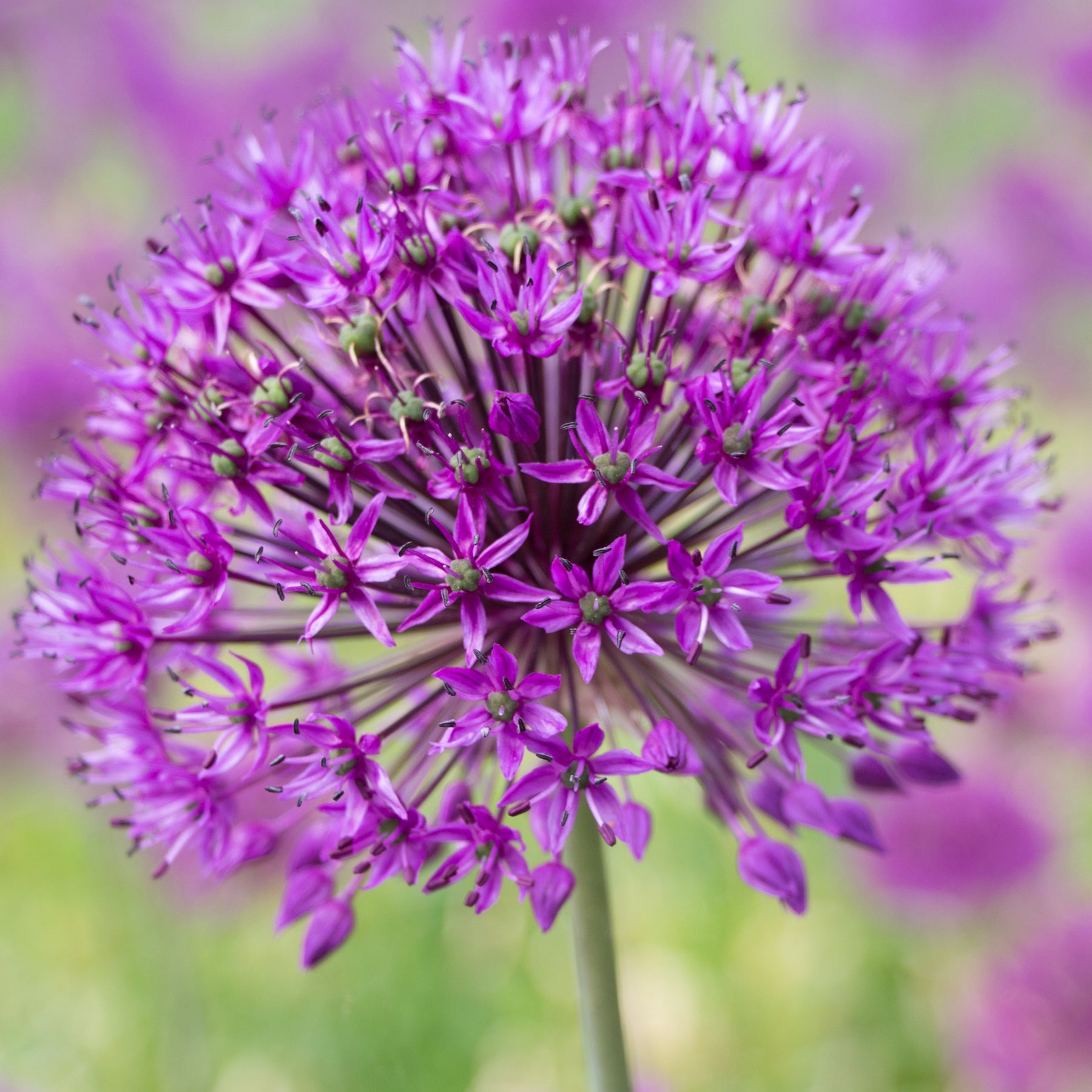 10 Alliums Purple sensation  - Allium aflatunense purple sensation