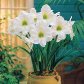 Amaryllis blanc - Willemse