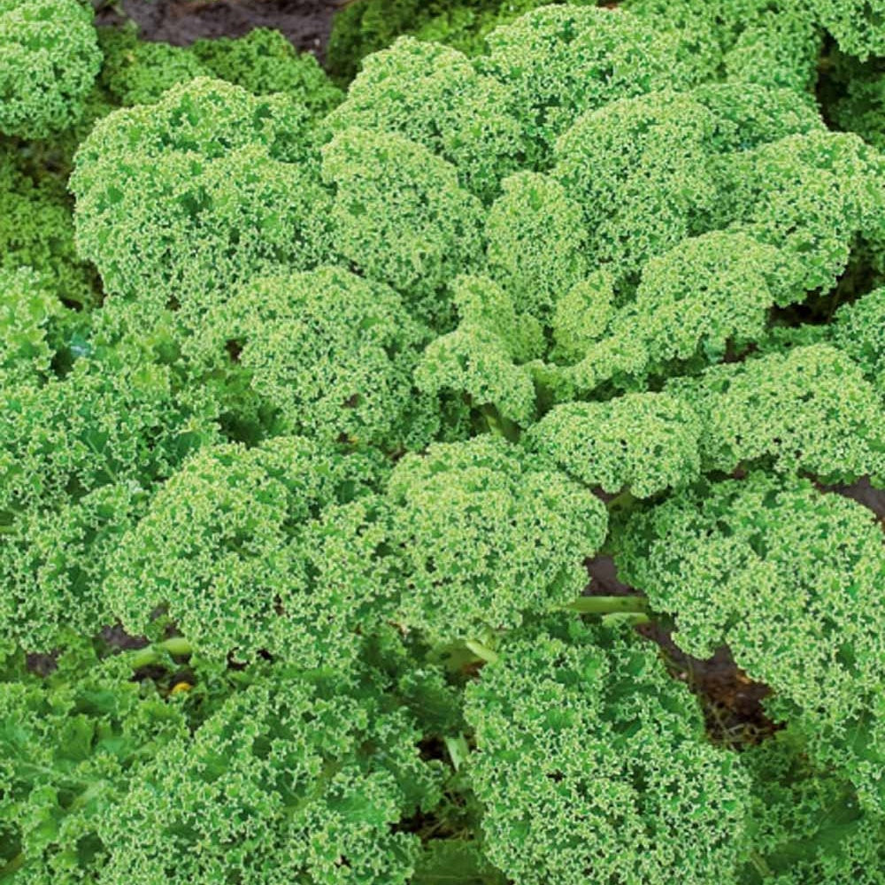 Chou frisé d'automne tardif Westlandse Herfst Kale - Brassica oleracea sabauda westlandse herfst kale - Potager