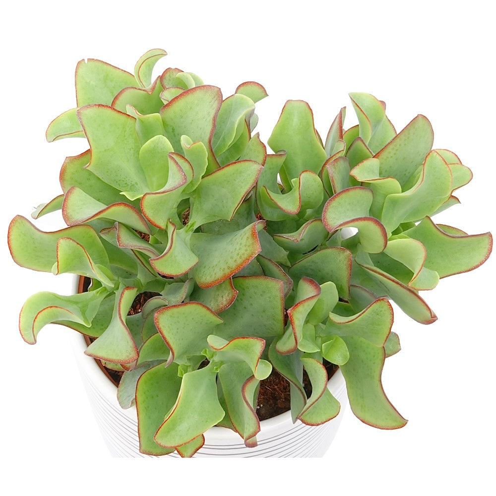 Guide complet pour prendre soin de votre Crassula avec des astuces de