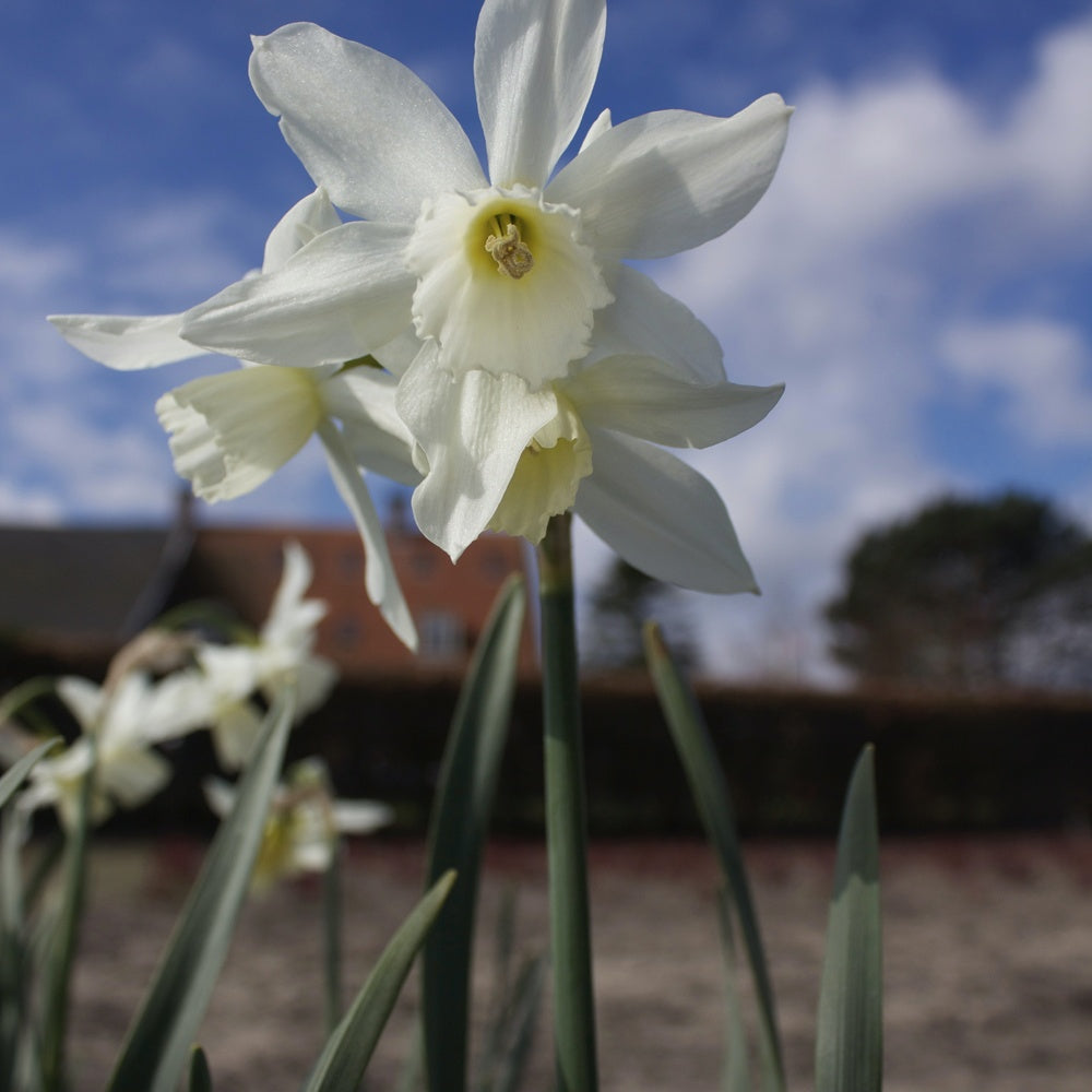 5 Narcisses Thalia - Narcissus 'thalia' - Narcisse
