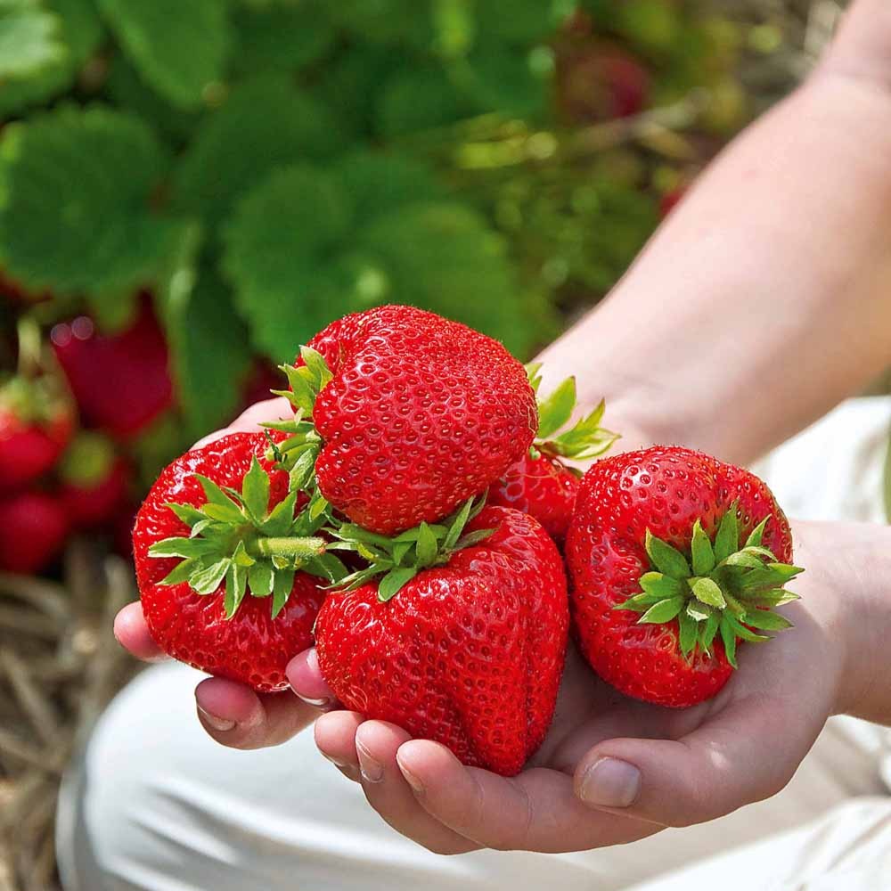 Collection de fraisiers à récoltes échelonnées - Fragaria 'maestro', 'maxim', 'mariguette' - Plantes