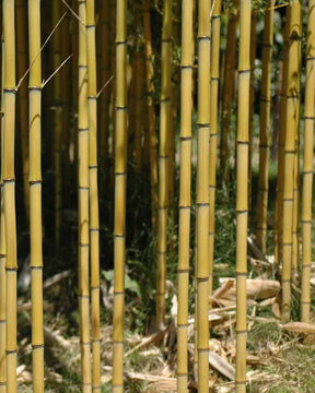 Bambou Phyllostachys aureosulcata Aureocaulis 7L - Bambous - Phyllostachys aureosulcata Aureocaulis