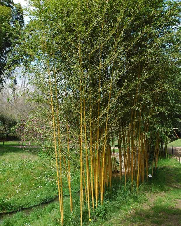 Bambou Phyllostachys aureosulcata Aureocaulis 7L - Arbustes - Phyllostachys aureosulcata Aureocaulis