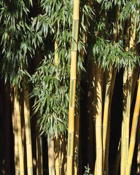 Bambou Phyllostachys bam. Castillonis 7L - Arbustes - Phyllostachys bambusoides Castillonis