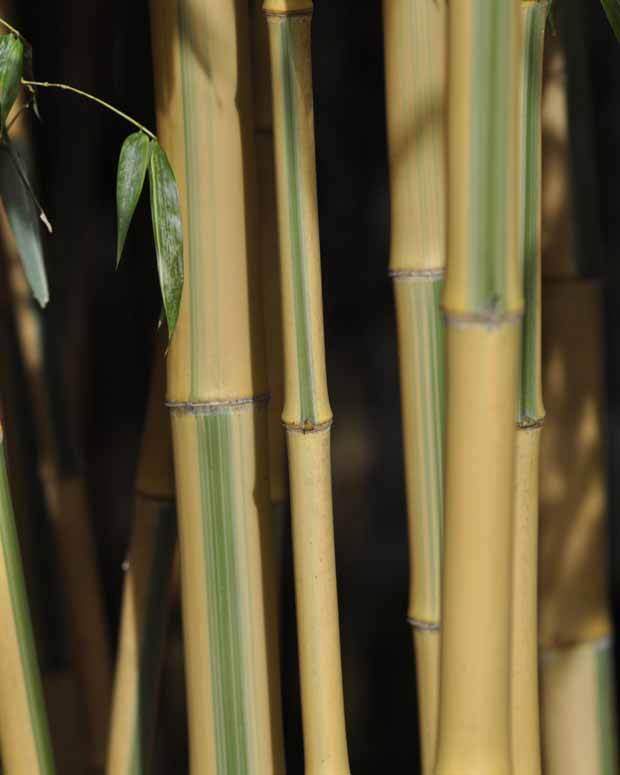 Bambou Phyllostachys bam. Castillonis 7L - Bambous - Phyllostachys bambusoides Castillonis