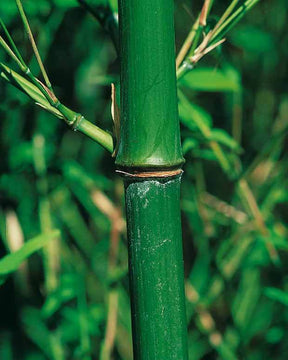 Bambou Phyllostachys bissetii 7L - Bambous - Phyllostachys bissetii