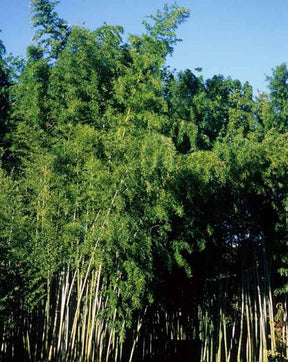 Bambou Phyllostachys nigra Boryana 7L - Bambous - Phyllostachys nigra Boryana