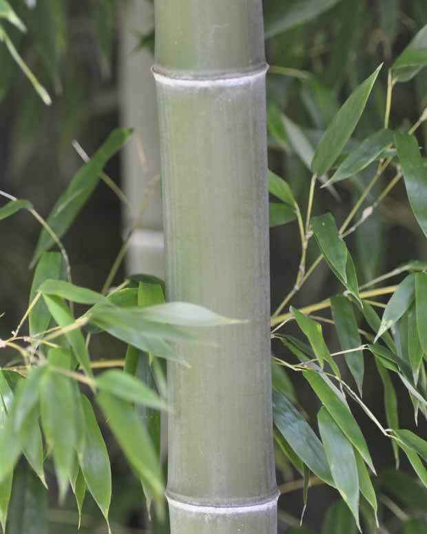 Bambou Phyllostachys nigra Henonis 7L - Bambous - Phyllostachys nigra Henonis