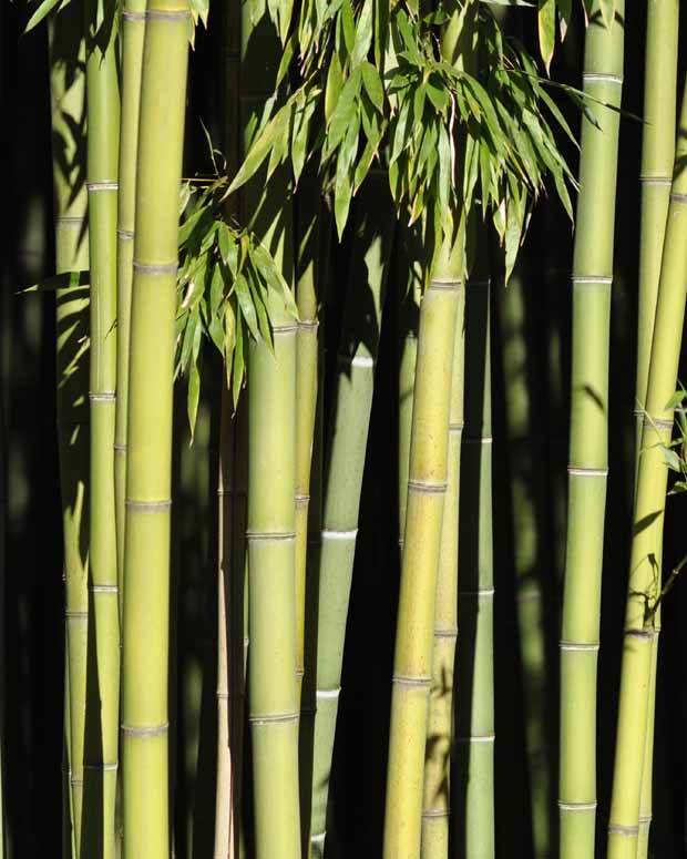 Bambou Phyllostachys viridiglaucescens 7L - Bambous - Phyllostachys viridiglaucescens