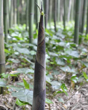 Bambou Phyllostachys viridiglaucescens 7L - jardins - Phyllostachys viridiglaucescens