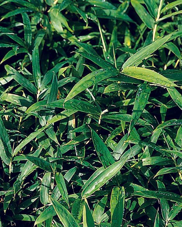 Bambou Pleioblastus pumilus 3L - Plantes - Pleioblastus pumilus