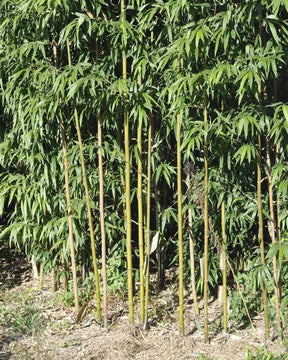 Bambou Semiarundinaria fastuosa 15L - Arbustes - Semiarundinaria fastuosa