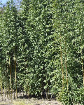 Bambou Semiarundinaria fastuosa 15L - Bambous - Semiarundinaria fastuosa