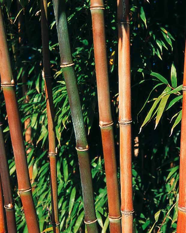 Bambou Semiarundinaria fastuosa 15L - jardins - Semiarundinaria fastuosa