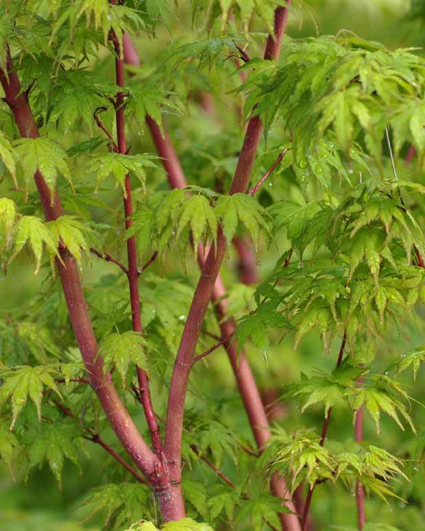 Erable Acer palmatum Sangokaku 15L - Erable - Acer palmatum Sangokaku